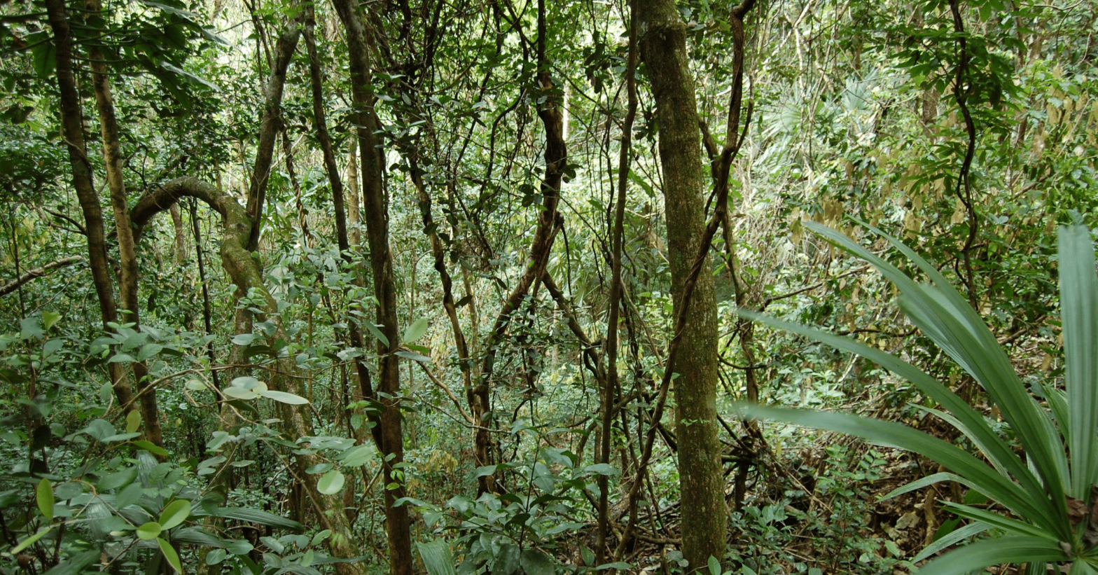 Belize rain forest. Image by Shoreline (Flickr)