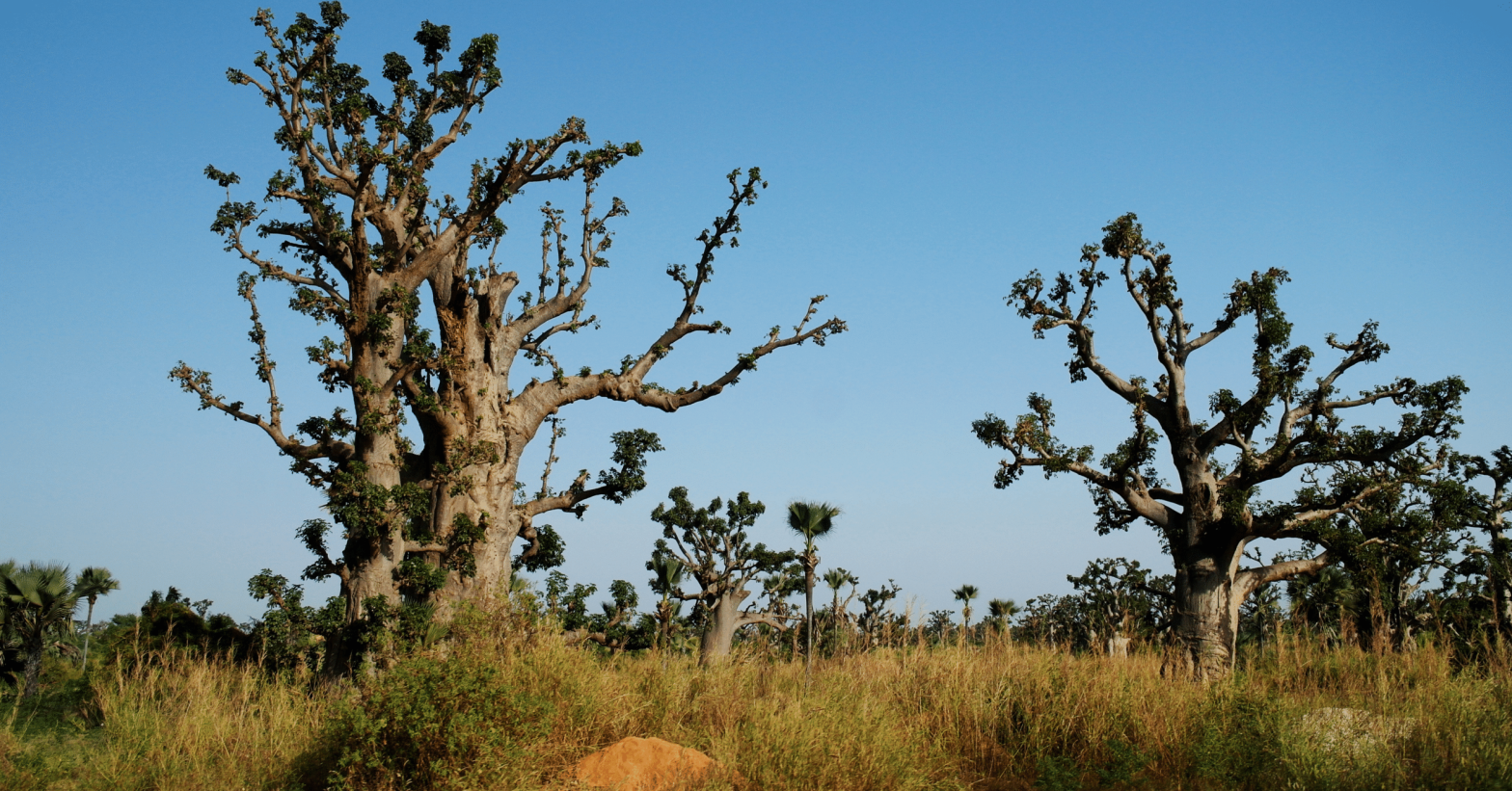 Landscape with giant baobab forest in Senegal.